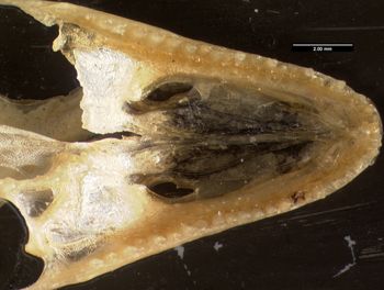 Media type: image;   Herpetology R-57488